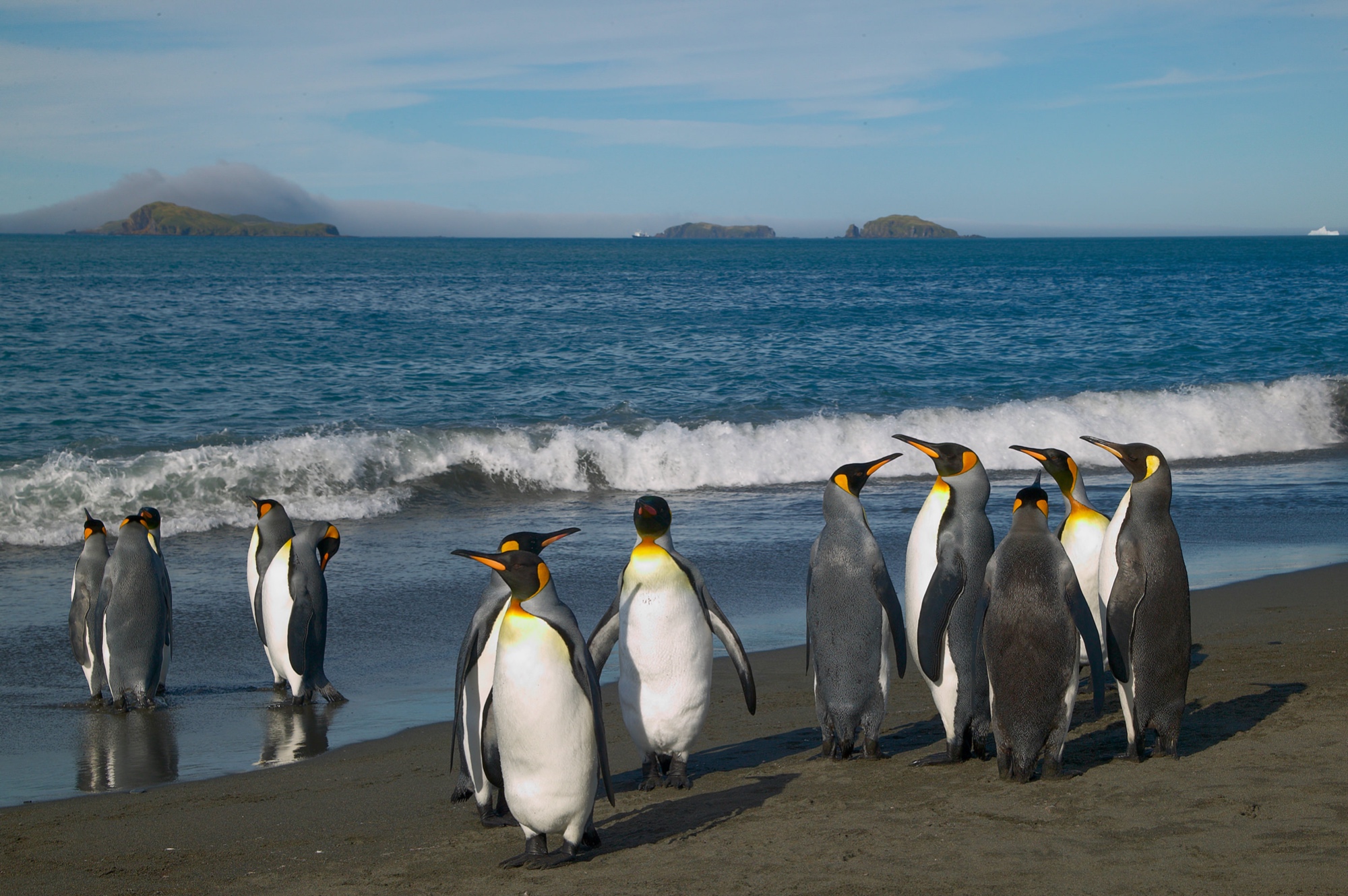 king penguins at Salisbury Plain